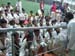 Quaid-e-Azam-open-taekwondo-championship-2015-WA0006